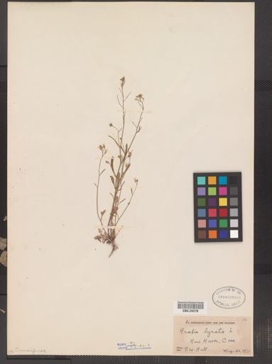 Arabis lyrata