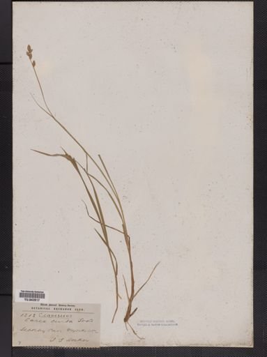 Carex canescens