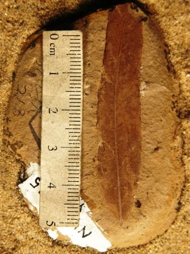 Salix succorensis