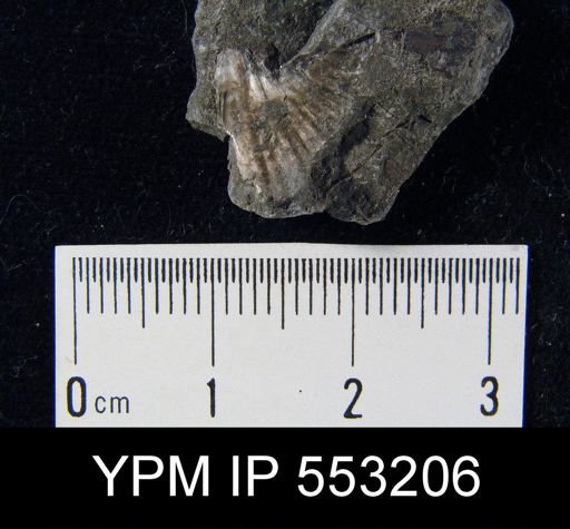 Spirifer cameratus