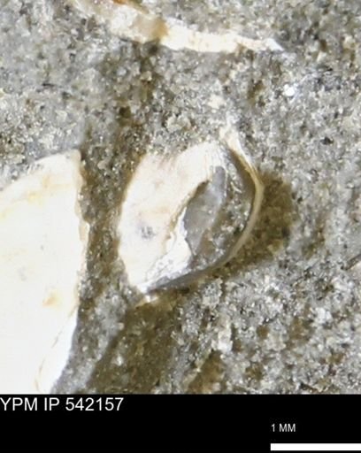 Corbulamella gregaria