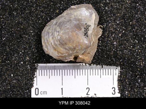 Inoceramus