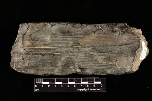 Calamites sp.