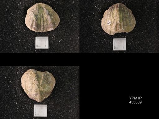 Platystrophia ponderosa var.