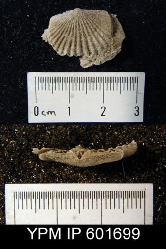 Dinorthis sp.