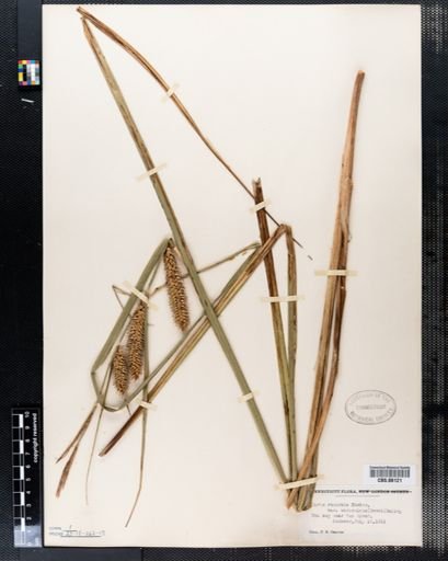 Carex rostrata