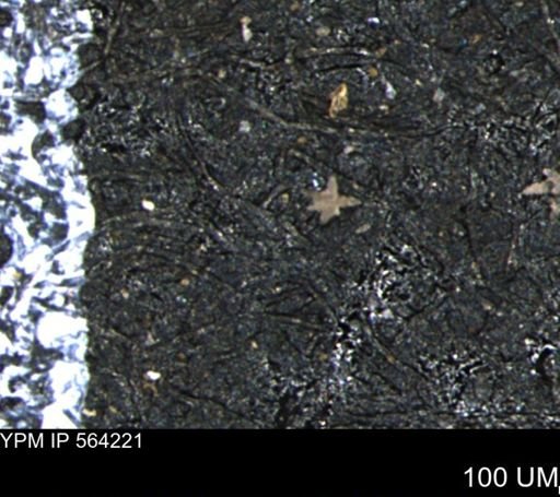 undet. Porifera