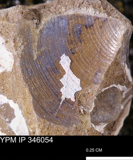 Limopsis striatopunctatus
