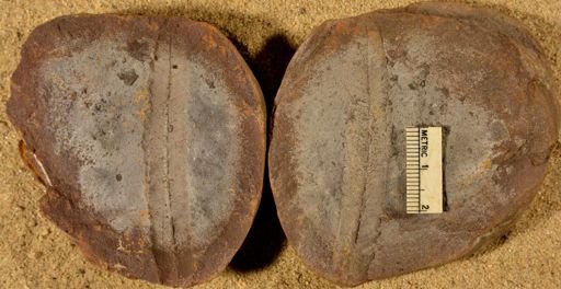 Pecopteris