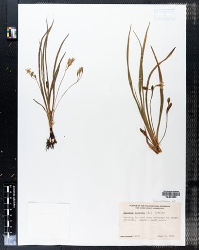 Hypoxis hirsuta
