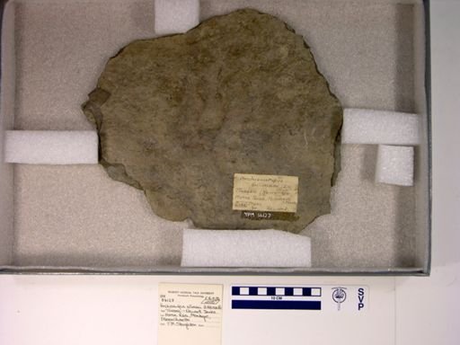 Anchisauripus sillimani