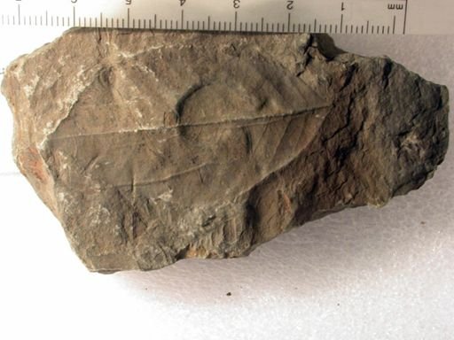 Angiospermopsida