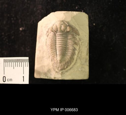 Amphilichas halli
