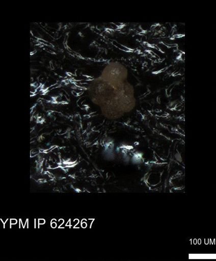 undet. Rugoglobigerinidae