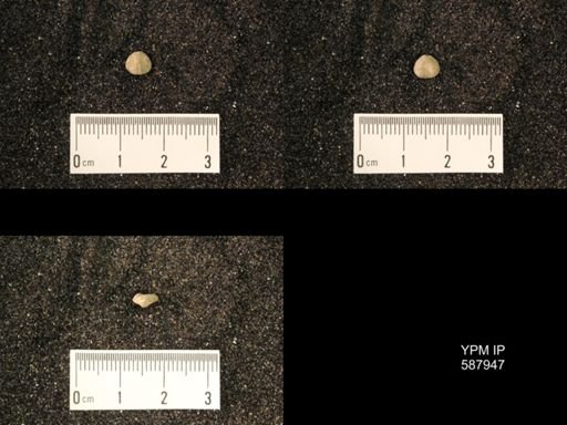 Zygospira modesta
