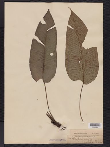 Athyrium