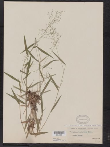 Panicum dichotomum