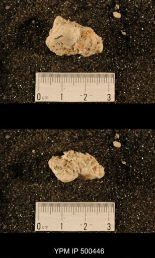 Enteletes plummeri