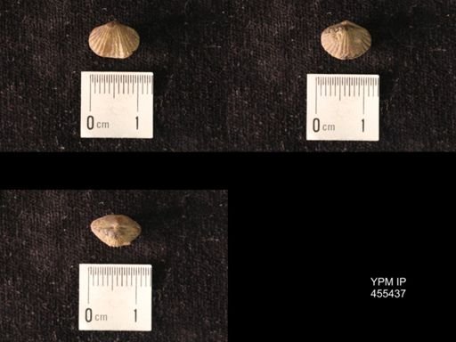 Platystrophia morrowensis