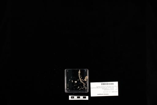 Coleonyx variegatus