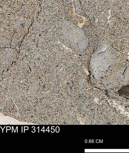 undet. Scaphopoda