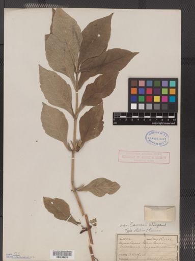 Triosteum angustifolium var. eamesii