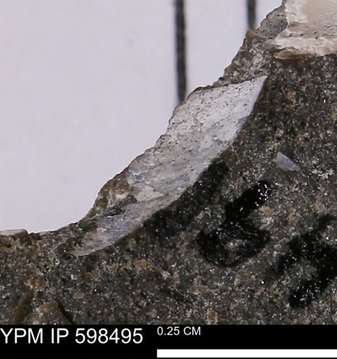 Limopsis striatopunctatus