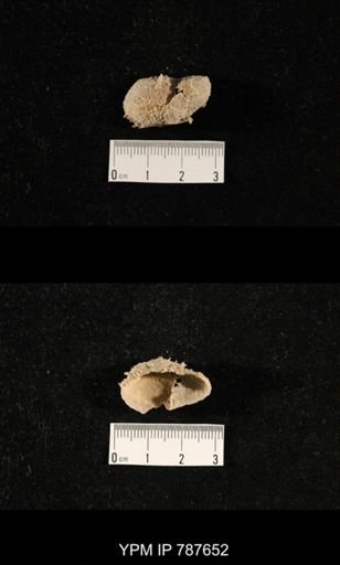 undet. Brachiopoda