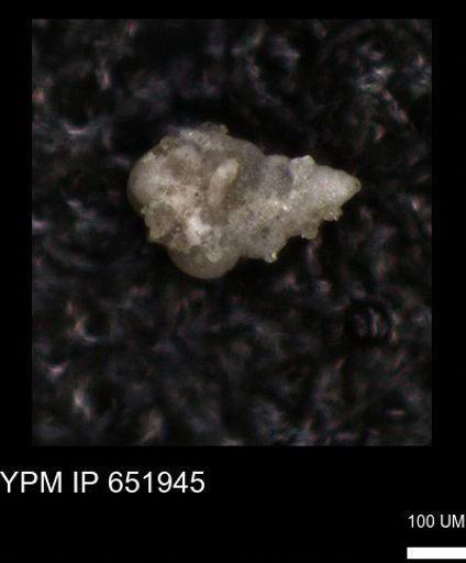 undet. Heterohelicidae