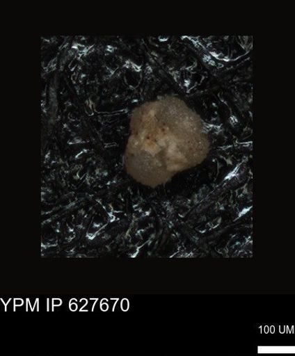 undet. Foraminiferida
