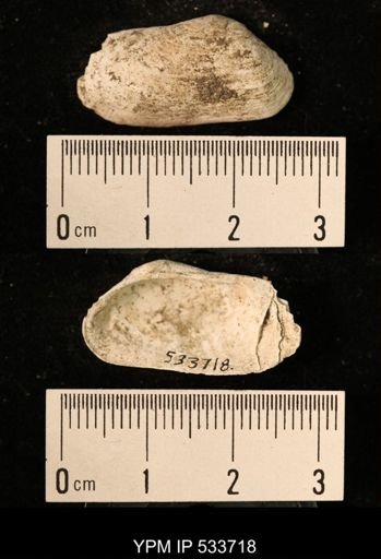 Hiatella arctica