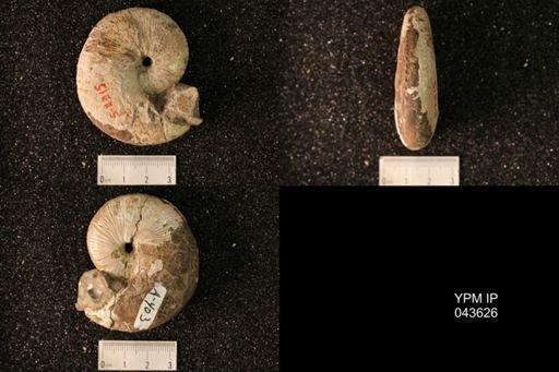 Hoploscaphites nicolletii