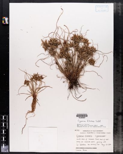 Cyperus filicinus