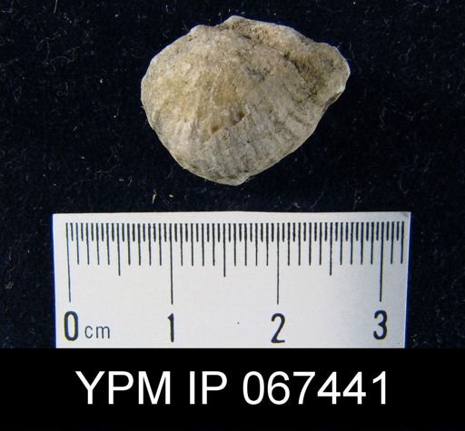 Stropheodonta equistriata
