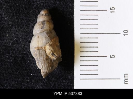 Goniobasis ortmanni