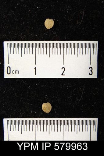 Atrypa reticularis