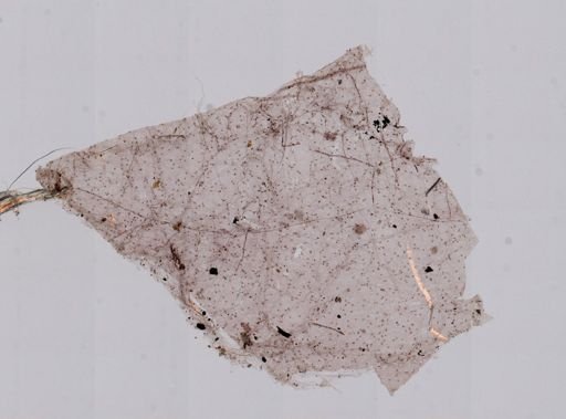 Vampyroteuthis infernalis