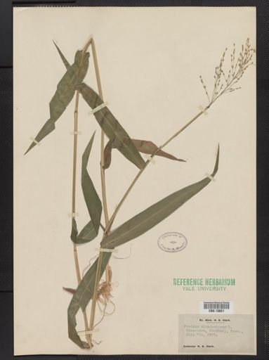Panicum clandestinum