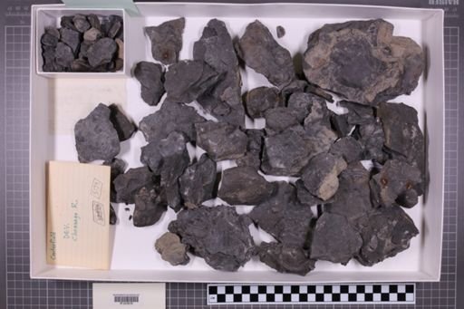 mixed taxa, stratigraphic collection