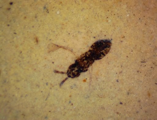 undet. Formicidae