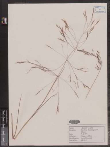Agrostis scabra