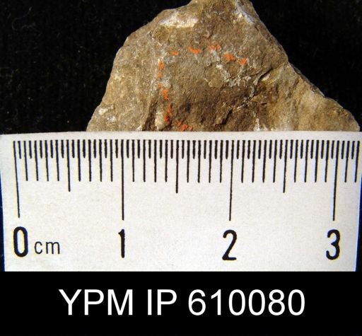 Schuchertella chemungensis
