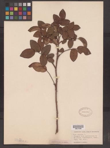 Rosa gallica