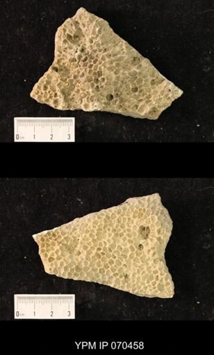Favosites brownsportensis