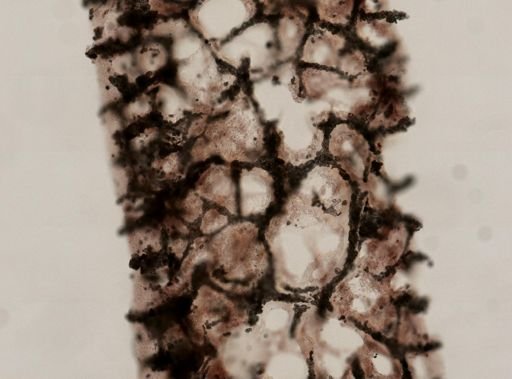 Phyllospongia cf. lamellosa