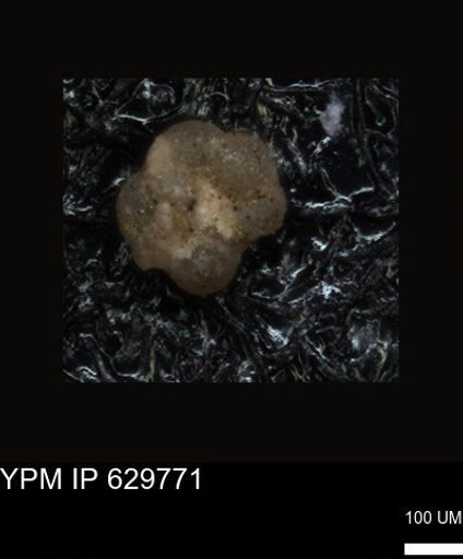 undet. Foraminiferida