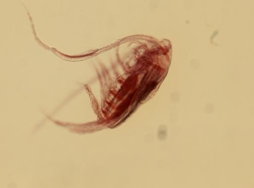 Eucestoda