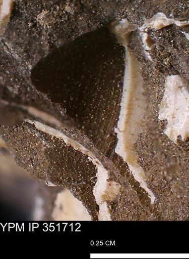 Limopsis striatopunctatus