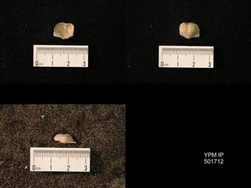 Marginifera splendens