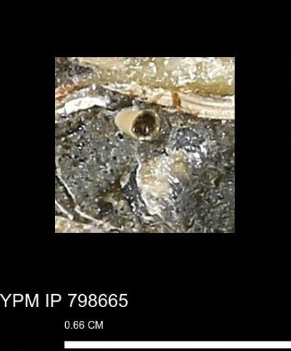 undet. Scaphopoda